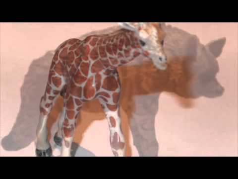 Fungagá da bicharada