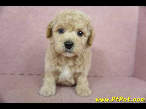 11/08泰迪比熊公幼犬3號(新北新店)