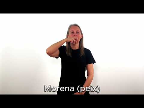 Morena (peix) - LSC