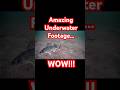 Video Thumbnail for Insane Underwater Footage Ice Fishing #icefishing #walleye #underwatercamera