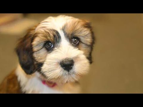 12 Reasons You Should Think Twice Before Getting a Tibetan Terrier🐶