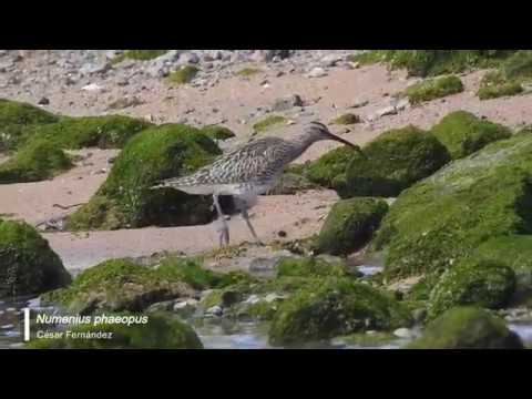 Vídeo de Numenius phaeopus. <em>© César Fernández González