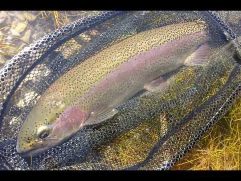 Fly fishing for Big Bows' : lost in Nevada