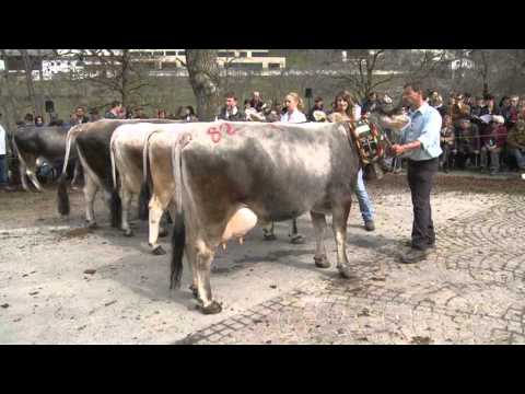 Tiroler Grauvieh Rasse und Züchter