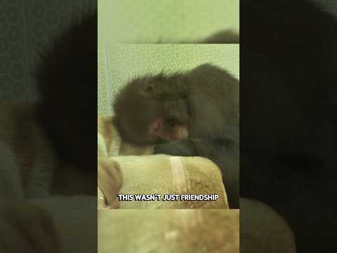The Monkey Who Became Friends With a Dog #animals