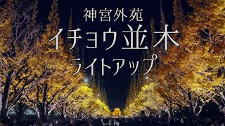 明治神宮外苑イチョウ並木のライトアップ