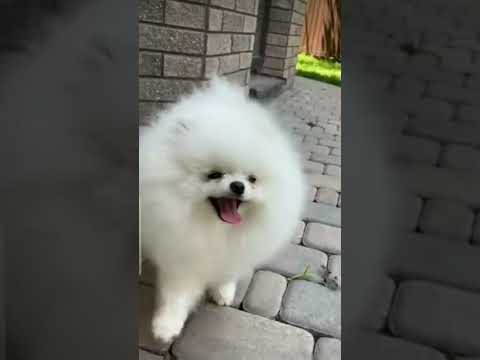 Tuu tu tu tu cute dog | #shortviral #shortsvideo #shorts #viral #cutedogs #funnydogs #cuteanimals