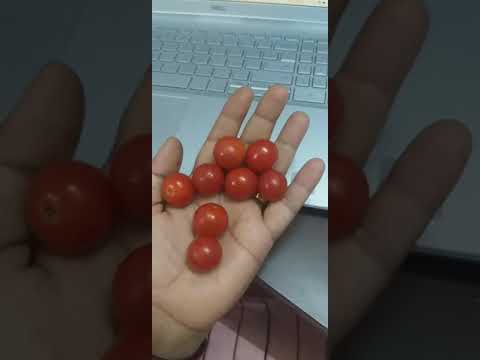 , title : 'cherry tomatoes benefits and disadvantages'