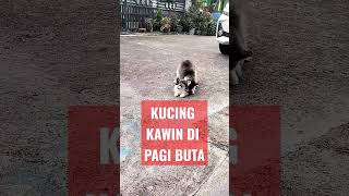 Download lagu KUCING BERKEMBANG BIAK #kucinganggora #kucing #kucing #shorts mp3