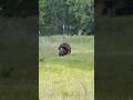 Calling in a BIG TOM!!! #turkeyhunting #turkey #hunting #turkeycall