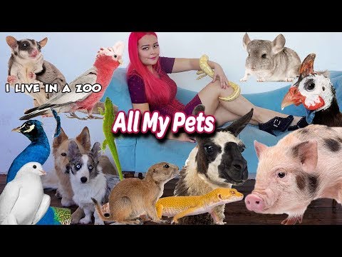 All My Pets 2018 | Happy Tails Zoo