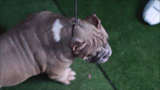 EXOTIC BULLY SP DD GOLD COLOR