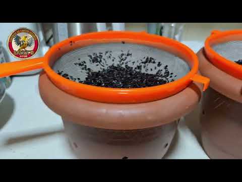 GERMINANDO NEGRILLO EN CASA