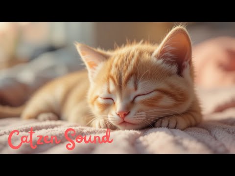 Cat Purring Therapy???? – 1 Hour of Healing Sounds????????
