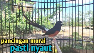 Download lagu Penggacor murai cepat nyaut dan rajin bunyi | pancingan muraibatu gacor nembak | shama bird mp3