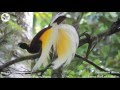 Lesser Bird of Paradise (Paradisaea minor): An Insectivore Bird
