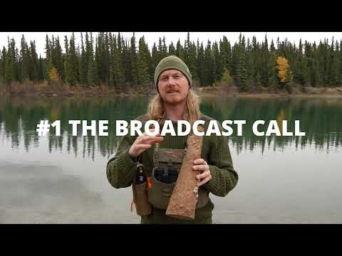 Moose Calling Strategies