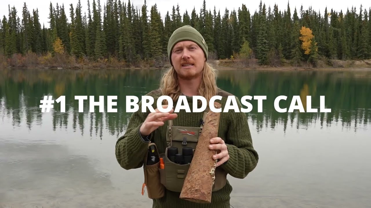 Moose Calling Strategies