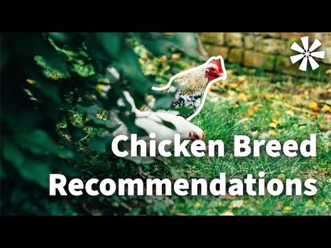 , title : 'Chicken Breed Recommendations for BEGINNERS 🐓'