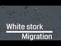 White Stork Migration Above Israel 4K