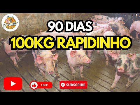 , title : 'Como engordar rapidamente seus porco , 100 kg em apenas 90 Dias de confinamento 👏🏼👏🏼👏🏼👏🏼'