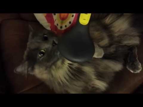 Cat's complicated relationship with her brush