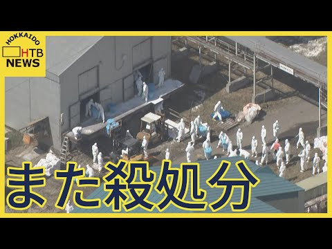 羽が抜け落ちた鶏の治療方法は？考えられる 4 つの原因と問題を解決する簡単な解決策  庭園