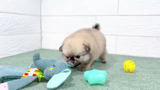 ハーフ犬の動画01