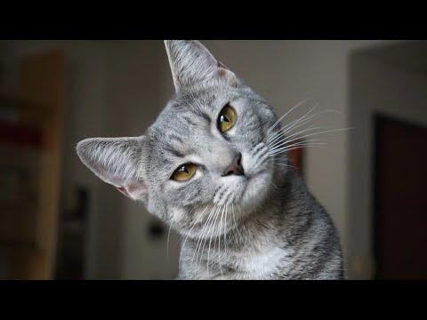 A Invasão dos Gatos Alienígenas: Moda ou Loucura?