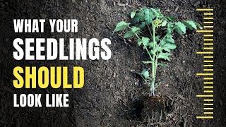 Seed Starting Standards: How to Grow Your Seedlings Fast, Strong, and Healthy