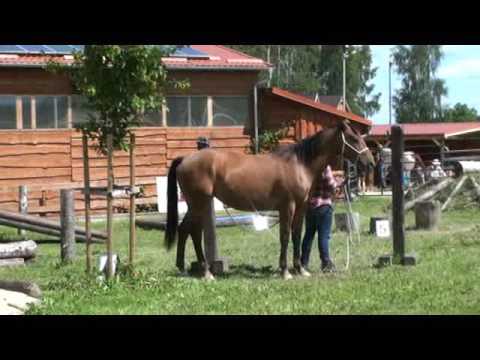 Závody Extreme Trail na ruce VK 1 - Jokers Babette 18.6.2016