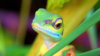 Green Crested Lizard: Tree Top Walk: Singapore Nature 2020