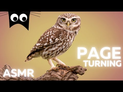 ❄ ASMR  Page Turning through a Book with Thick Pages  ▪︎ No Talking