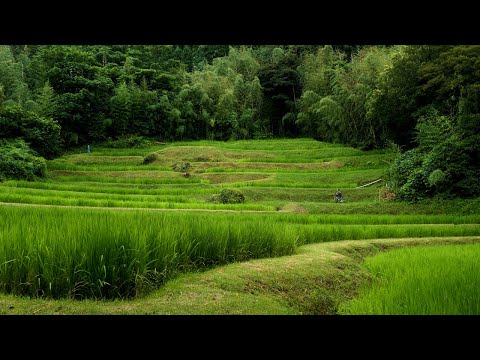 佐渡棚田紀行－月布施棚田編