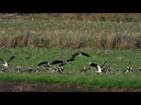 Kiebitzschwarm