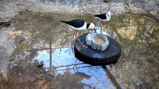 Birds with long legs