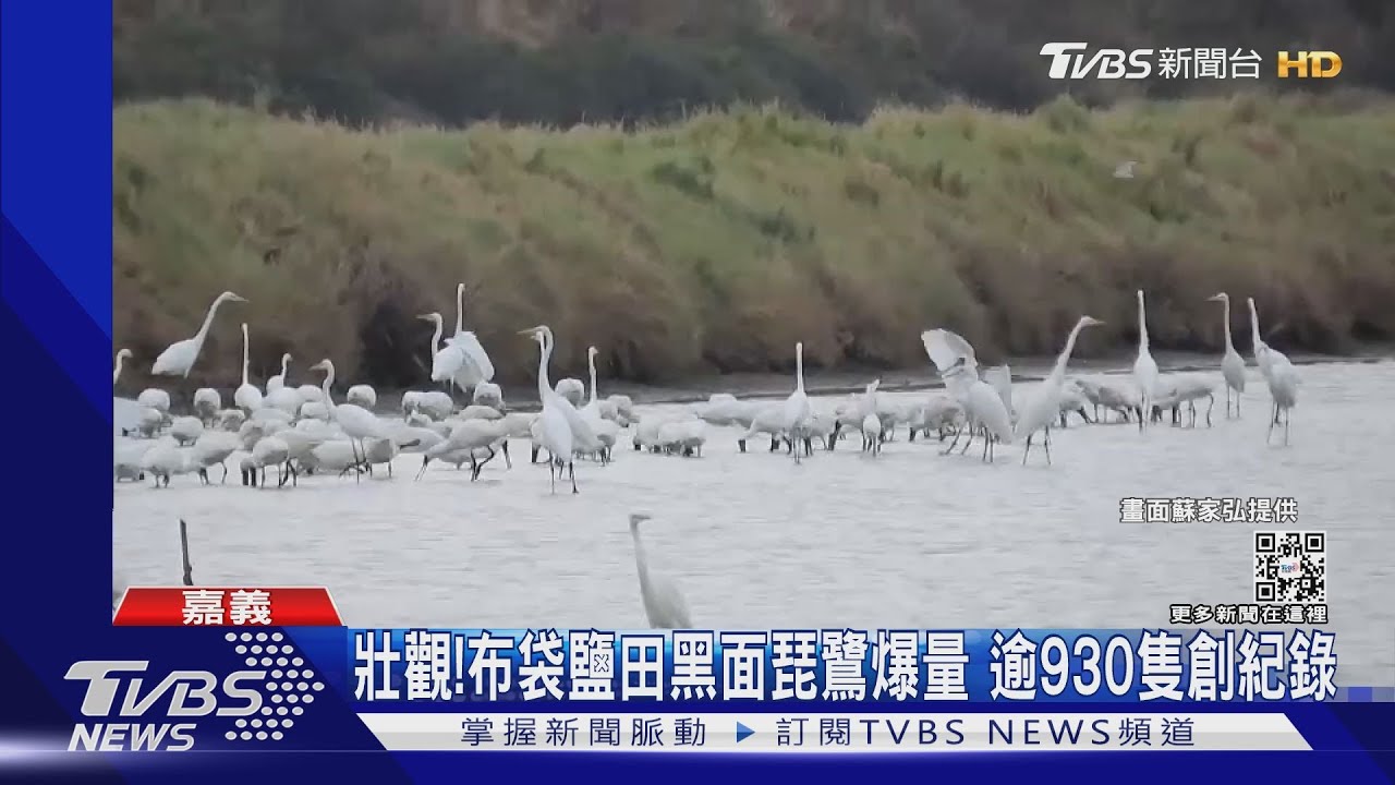 創紀錄!布袋鹽田黑面琵鷺爆量 逾930隻來台過冬