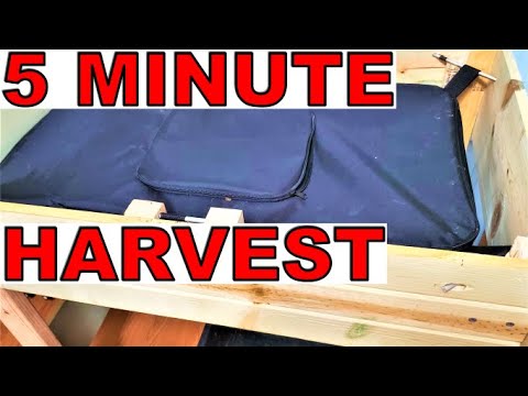 African Night Crawlers - Harvest Castings Free of Worms!!