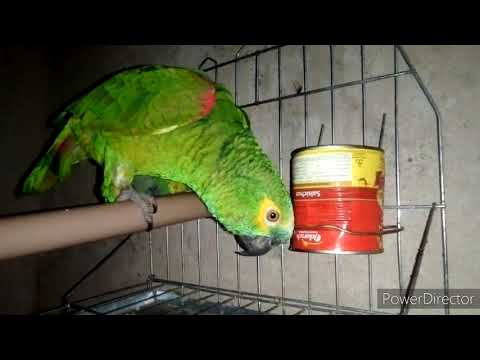 Papagaio fala Gol do Brasil