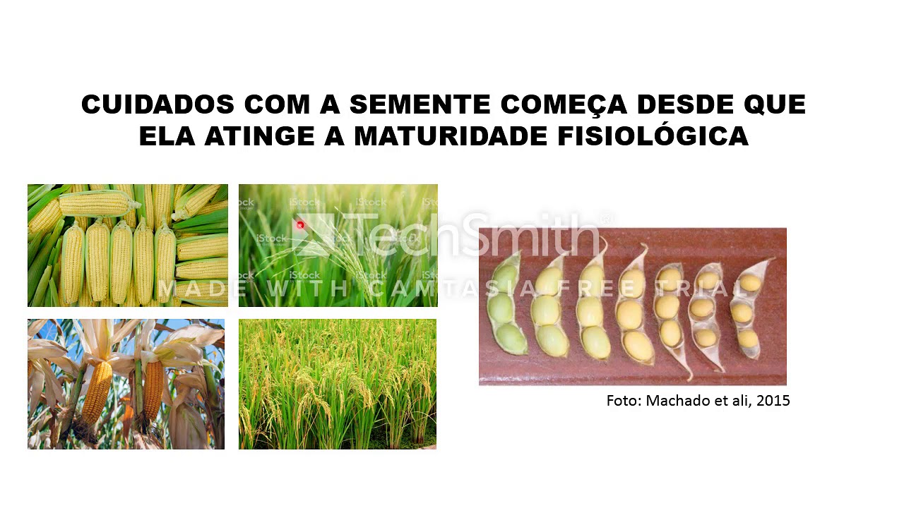 Aula 4 Maturacao de Sementes