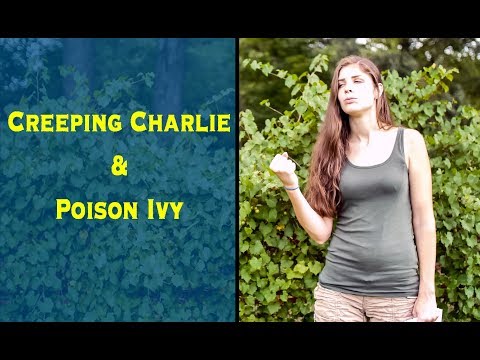 download lagu mp3 mp4 Creeping Charlie Plant Scientific Name, download lagu Creeping Charlie Plant Scientific Name gratis, unduh video klip Creeping Charlie Plant Scientific Name