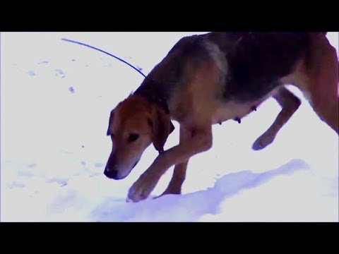 МНОГОСЛЕДИЦА .Р.Г. ч.Ю-Говоруша 4216/14 вл.Шатров В.