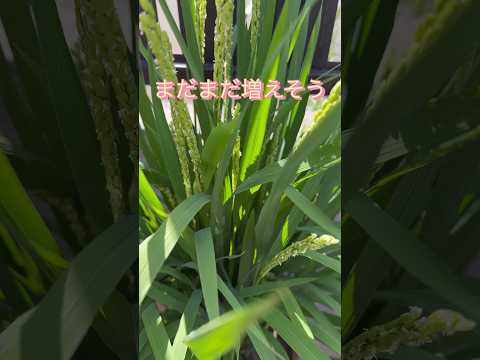 地中海の低木、日陰の中の黄色い花