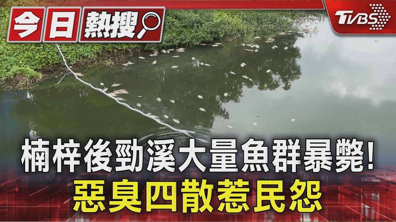 影音／只有這裡不尋常！楠梓後勁溪大量魚群暴斃　市府溯源緝凶
