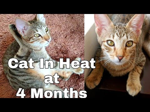 4 Month Old Female Kitten in Heat (Signs and Symptoms)CatslifePh