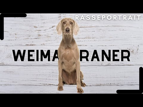 Weimaraner - Geschichte, Charakter & Haltung [Rassecheck]