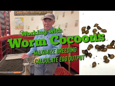 Here's How I Process Worm Cocoons