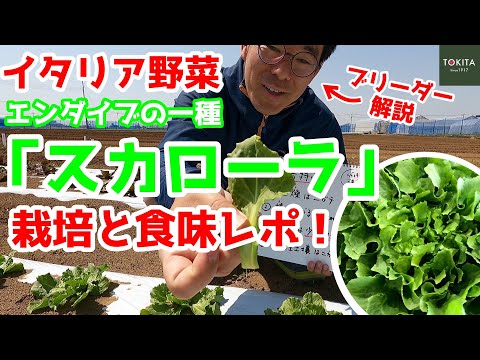 IUCN分類における絶滅の危険性を示す図。