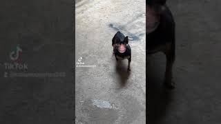 ei humano to com fome #shorts