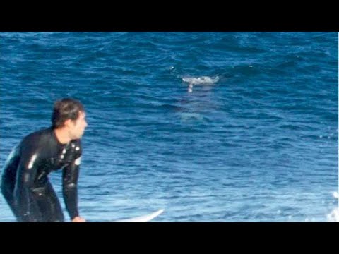 Great white shark chases surfers up rock-shelf in Australia